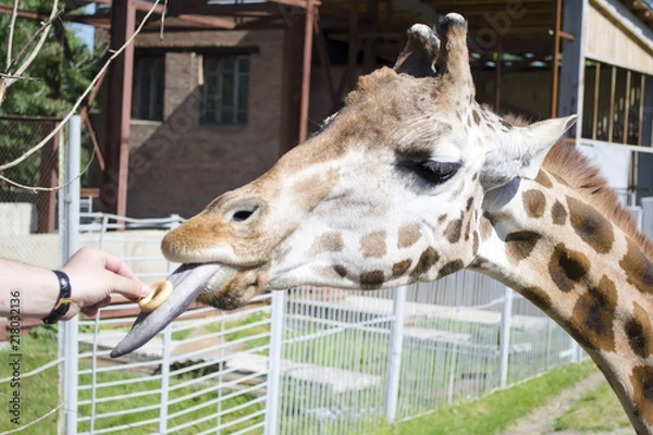 Obraz  giraffe in the zoo