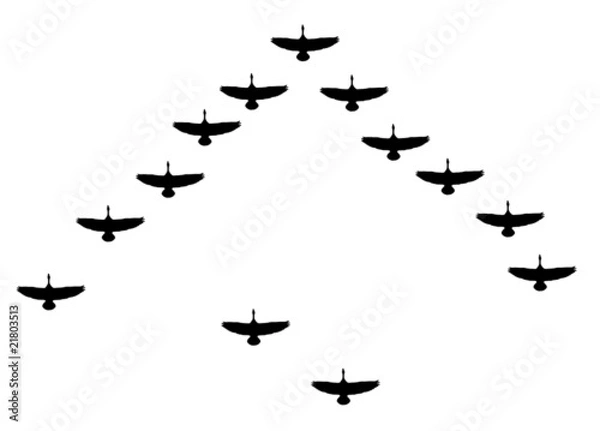 Fototapeta flying geese vector