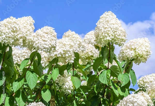 Obraz hydrangeaceae hydrangea paniculata siebel grade polar bear,  high bushes with cone-shaped large clusters of small white flowers against the blue sky and clouds, sunlight illuminates the plant, 