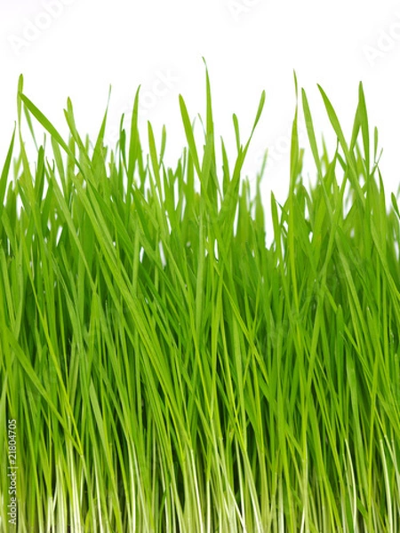 Obraz grass on white