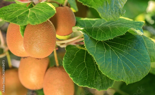 Obraz Ripe kiwi fruit on a branch on a plantation.