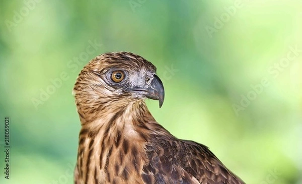 Fototapeta eagle eyes attack