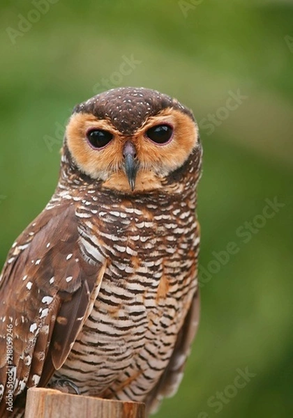 Fototapeta owl front view