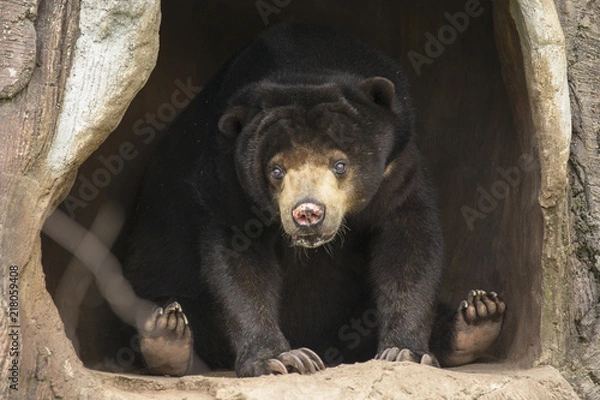 Fototapeta bear on cave