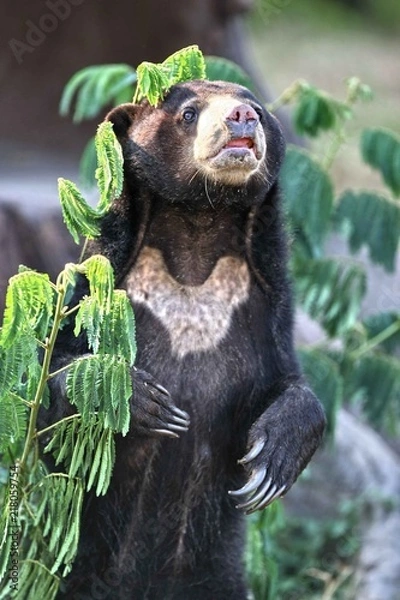 Obraz bear want to standing