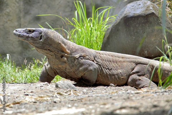 Obraz komodo dragon side view