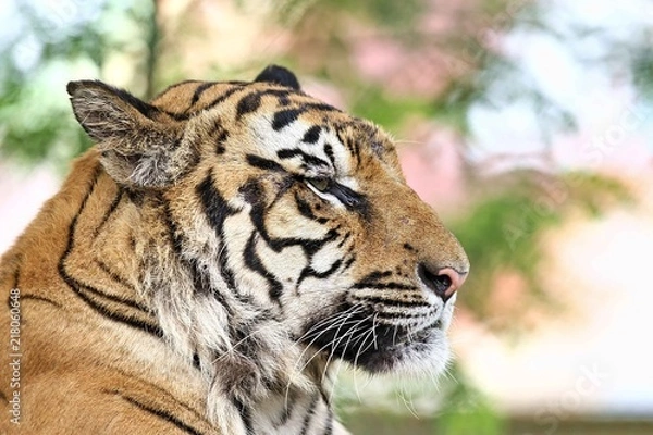 Obraz tiger side view