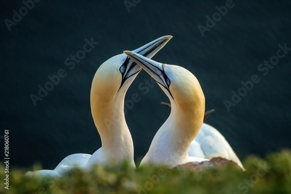 Fototapeta Northern Gannet (Morus bassanus), mating gannets on cliffs, Helgoland in Germany, bird colony, beautiful birds, typical mating behaviour, nesting birds on cliffs, harmony, lovely bird couple