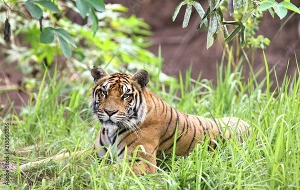 Fototapeta tiger on grass