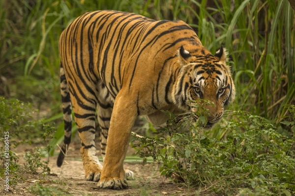 Obraz tiger walking away