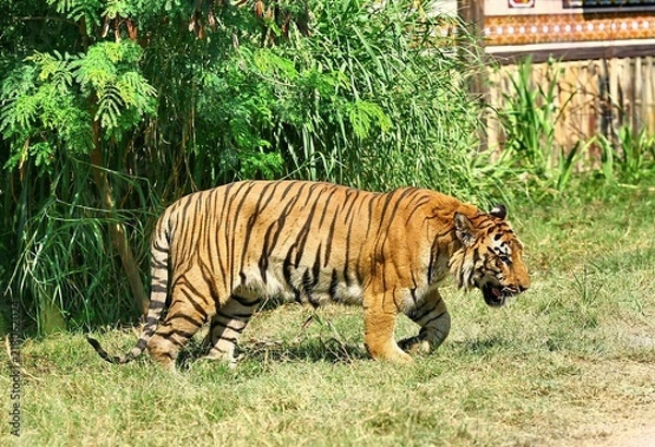 Obraz tiger side view