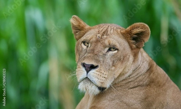 Obraz female lion face