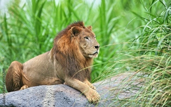 Obraz Lion on rock stone