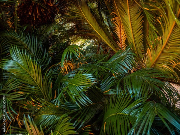 Fototapeta Beautiful green palm tree leaves. Texture background