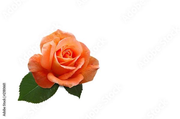 Obraz rosenblüte auf weißem hintergrund