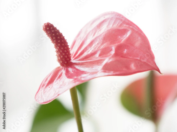 Fototapeta Pink flower 