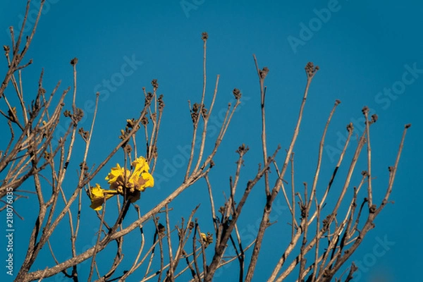Obraz Recomeço - Ipê Amarelo