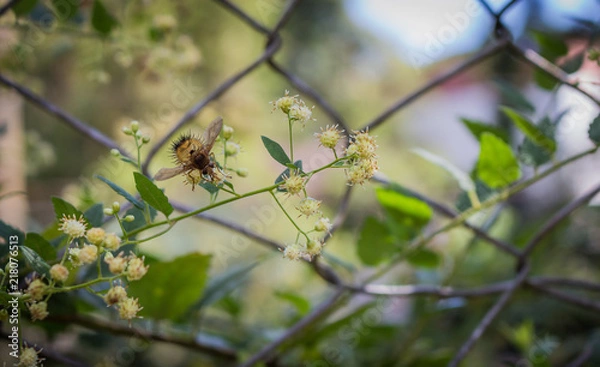 Obraz Estranho e Exótico Inseto-Espinho