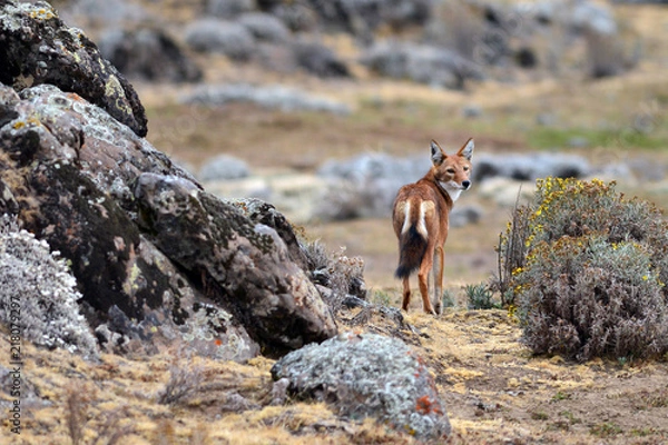 Obraz loup d'Abyssinie