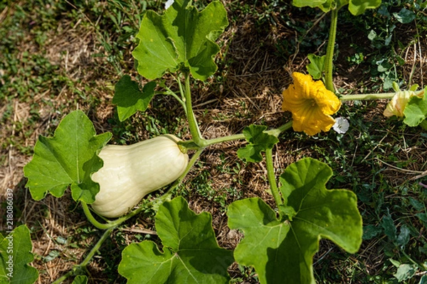 Obraz A butternut squash growing in a field with a blossom also attached to the vine.