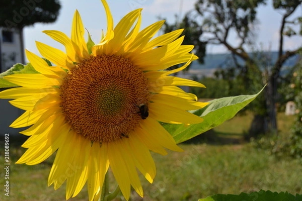 Obraz Abendspaziergang