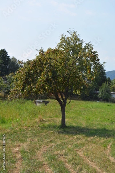 Obraz Abendspaziergang