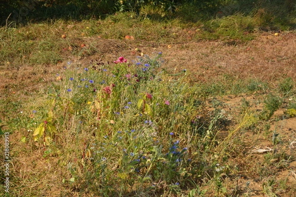 Obraz Abendspaziergang