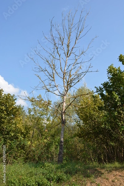 Obraz Abendspaziergang