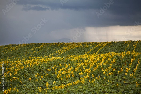 Fototapeta Sunflower field