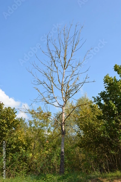 Obraz Abendspaziergang