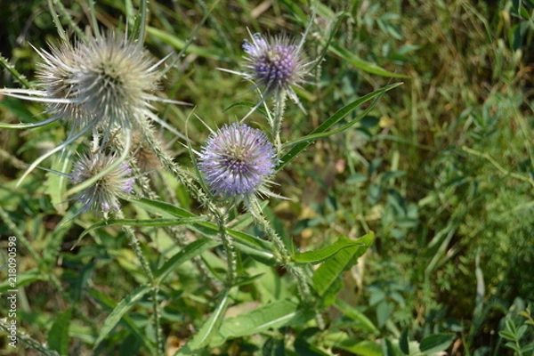 Obraz Abendspaziergang