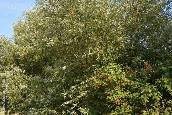 Obraz Abendspaziergang