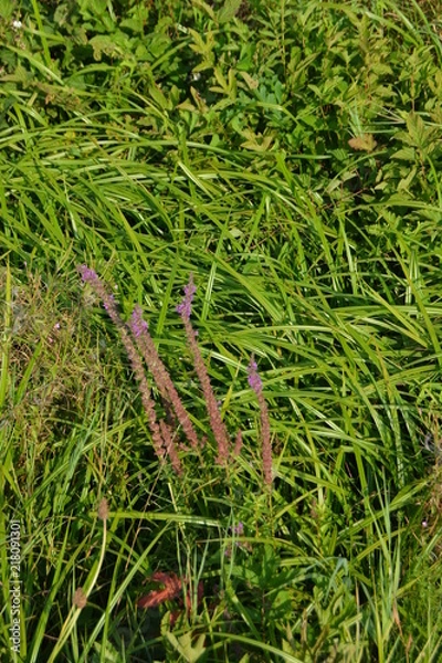 Obraz Abendspaziergang