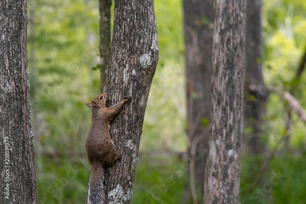 Obraz Squirrel climbing a tree