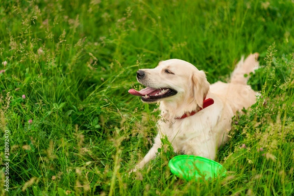 Fototapeta Portrait of a white dog golden retriever on green grass in summer park on sunny day. Closeup portrait of white retriever dog outdoors
