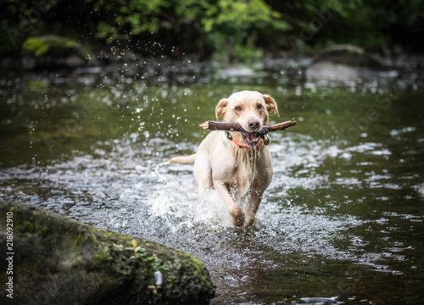 Obraz The Golden Labrador