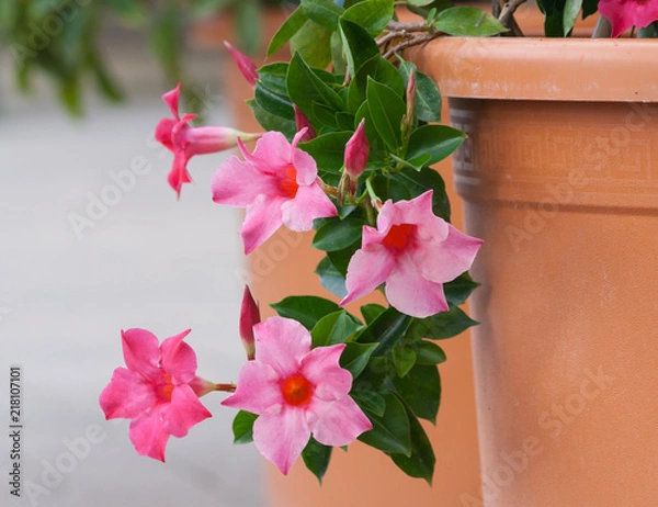 Fototapeta apocynaceae mandevilla sanderi grade rosea, beautiful pink flowers form of bells with an orange core, five flowers full bloom fall to the ground with brown pot in garden,the background gray asphalt 