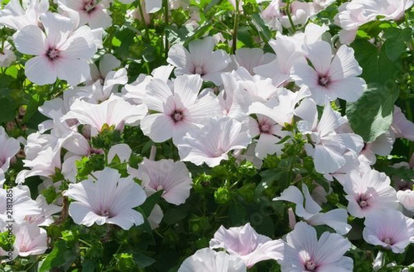 Obraz lavatera white Dwarf Pink Blush beautiful white flowers with pink stripes from the core, a large bush in full bloom, the plant is lit by the sun, thin light green foliage,
