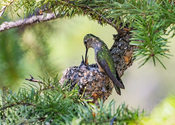 Obraz Hungry Hummer - A mother broad-tailed hummingbird feeds its chick. Dillon, Colorado.