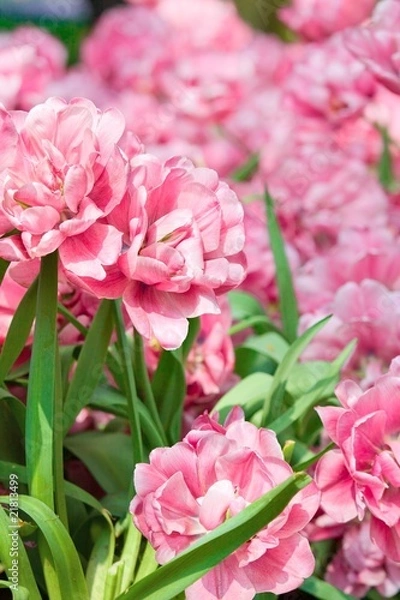 Fototapeta Spring blossom