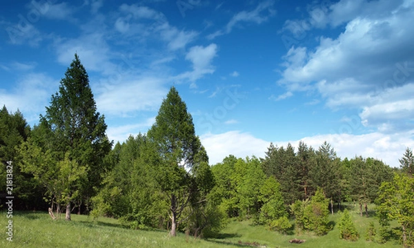 Obraz Summer landscape with trees