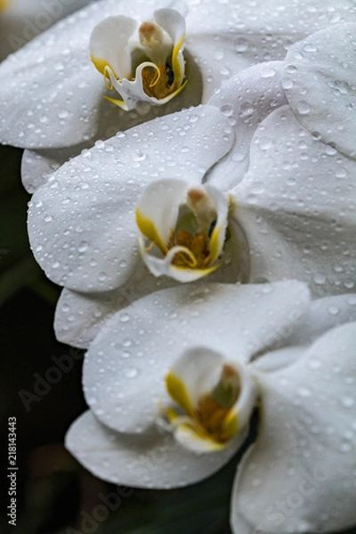 Fototapeta Orchid