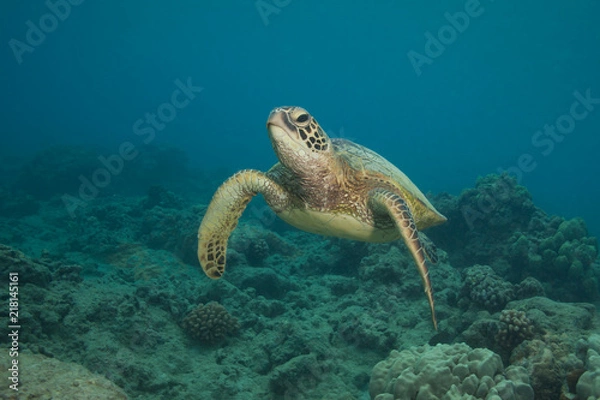 Fototapeta Close encounter with a green sea turtle underwater in clear tropical water