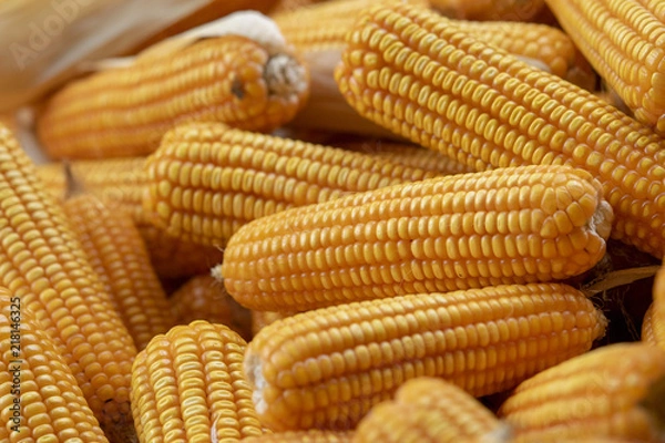Obraz Corn or Maize for processing into yellow fodder. Close up frame.
