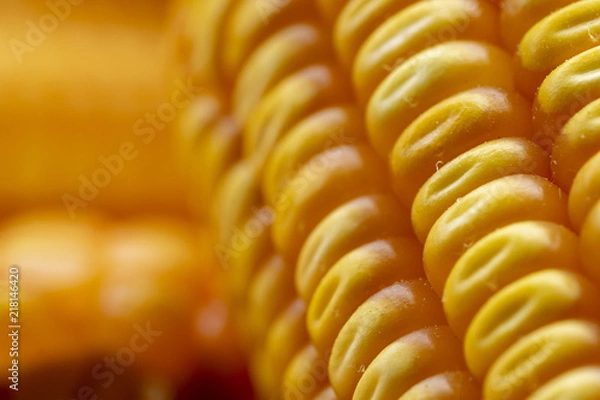 Obraz Corn or Maize for processing into yellow fodder. Close up frame.