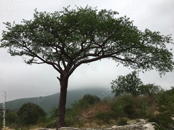 Obraz beautiful tree in Ahuehuetla, Puebla, mexico