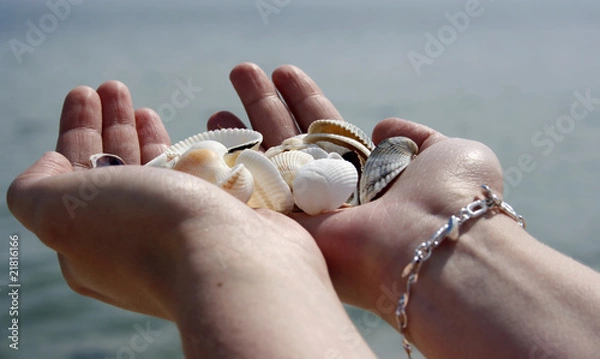 Fototapeta Shells
