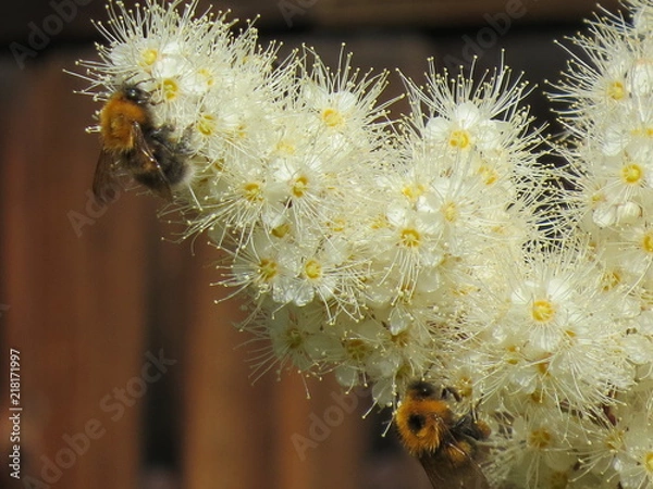 Obraz the bee pollinates the flower