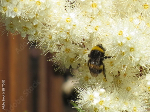 Obraz the bee pollinates the flower
