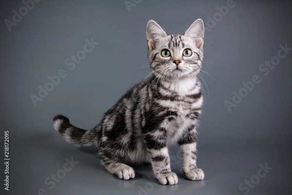 Fototapeta American shorthair cat on colored backgrounds